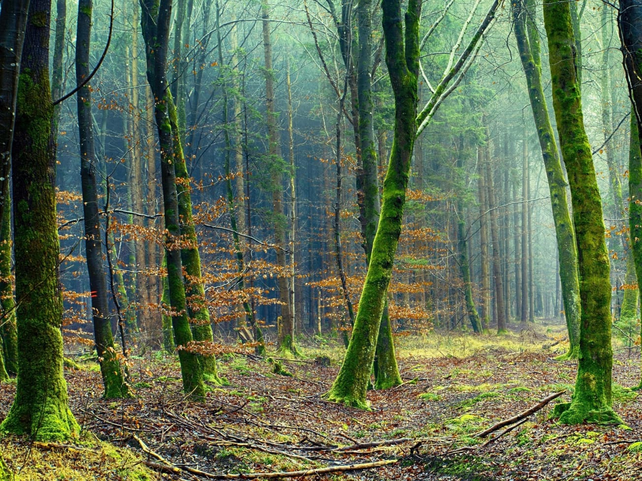 Nové pravidla štátnej pomoci pre spravodlivosť v environmentálnych otázkach
