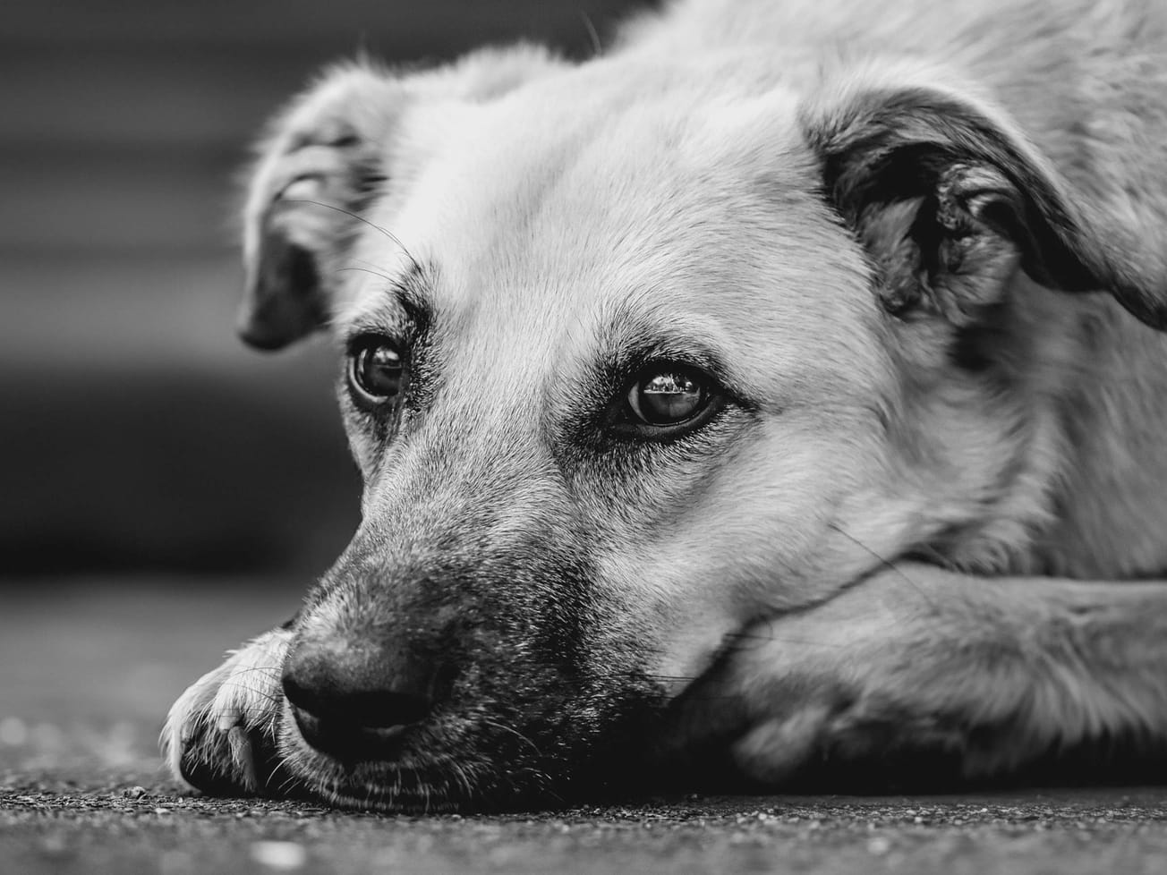 JUDIKATÚRA: Výklad pojmu „utýra“ pri trestnom čine týrania zvierat